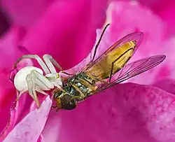 Capturé par une araignée Misumena vatia.