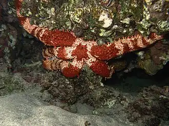 Mithrodia clavigera