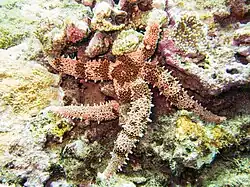 Mithrodia fisheri