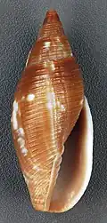 Mitra barbadensis