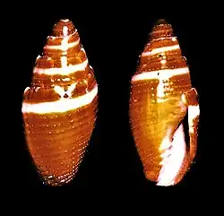 Mitra coronata
