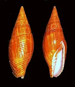 Strigatella fulvescens