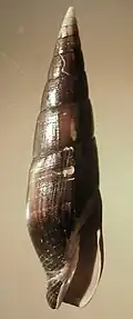 Mitra glabra