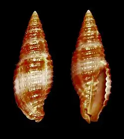 Mitra lienardi