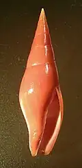 Mitra pele
