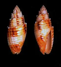 Mitra puncticulata
