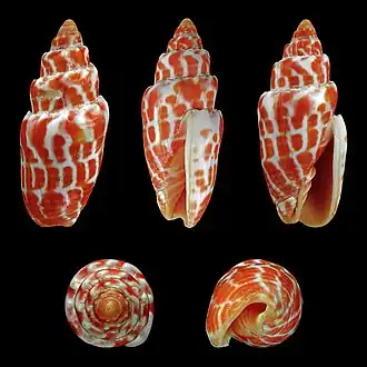 Mitra stictica, un Mitridae