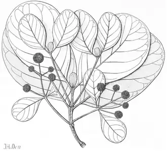 Description de l'image Mitragyna stipulosa (DC.) Kuntze from Blumea 24(1) 52 (1978).png.