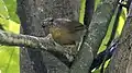Mixornis flavicollis