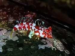 Synchiropus moyeri
