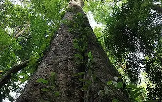 Description de l'image Mkukusu (entandrophragma excelsum) A. Hemp.jpg.