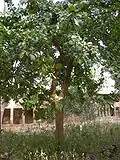 Calebassier à Mlomp, en Casamance, au Sénégal.