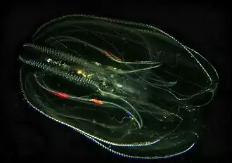 Mnemiopsis leidyi