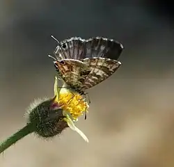 Cacyreus virilis