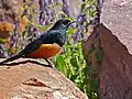 ♂