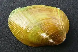 Modiolarca impacta