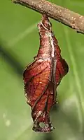 Chrysalide.