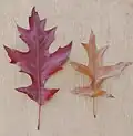 Feuilles