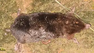 Mogera robusta