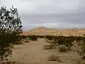 Kelso Dunes