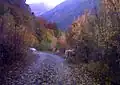 Bouquetins sur la route forestière du Roy