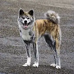 Akita inu bringé.