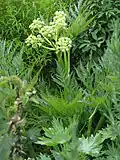 Inflorescence.