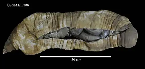 Molpadia eltaninae