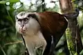 Cercopithecus mona