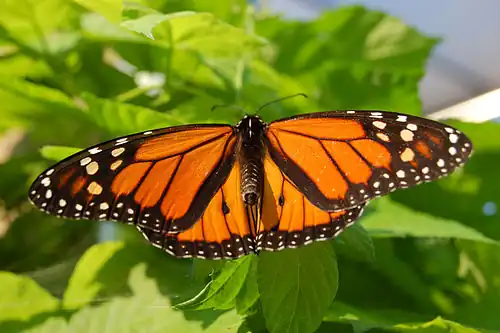 Imago mâle déployant ses ailes pour attirer une femelle.