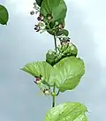 Tige de Mondia whitei au Jardin botanique Manie van der Schijff de Pretoria, Afrique du Sud (2016);