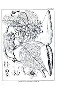 Dessin des différentes parties de la plante, par John Medley Wood (1827 -1915);