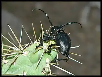 Moneilema gigas LeConte, 1873