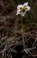 Une pyrole en bord de sentier