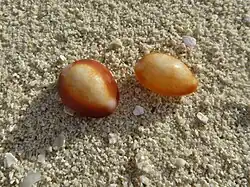 Coquilles délavées dans une laisse de mer aux Maldives.