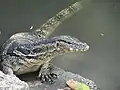 Varan