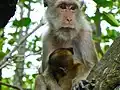Macaque crabier et son petit