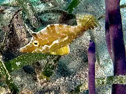 Monacanthus tuckeri