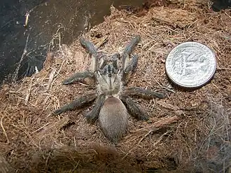 Description de l'image Monocentropus balfouri.jpg.