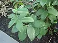 feuillage de Monocostus uniflorus.
