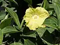 Monocostus uniflorus.