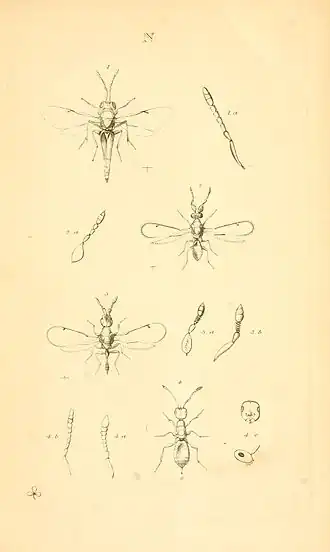 Description de l'image MonographiaChalciditumPlateNdel.jpg.