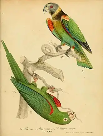 Description de l'image Monographia Psittacorum (Tab. XXIV) (8122280853).jpg.
