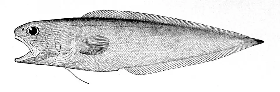 Monomitopus agassizii