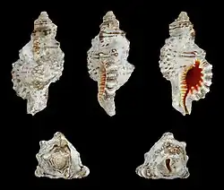 Monoplex nicobaricus