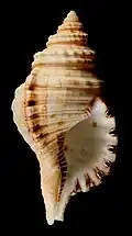 Monoplex parthenopus.