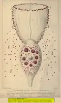 Codosiga gracilis Kent, 1880(= Codosiga pulcherrima Clark, 1866)
