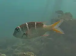 Monotaxis grandoculis