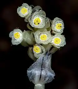 Inflorescence.