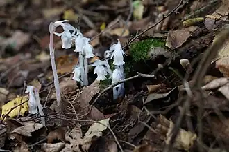 Monotropa uniflora Linné. — Monotrope uniflore.
